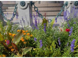 Efterårsblomster