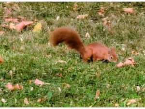 Egern i parken