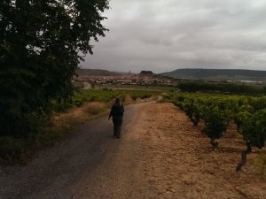 Navarrete