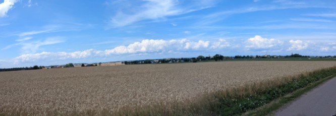 kormarkogvider