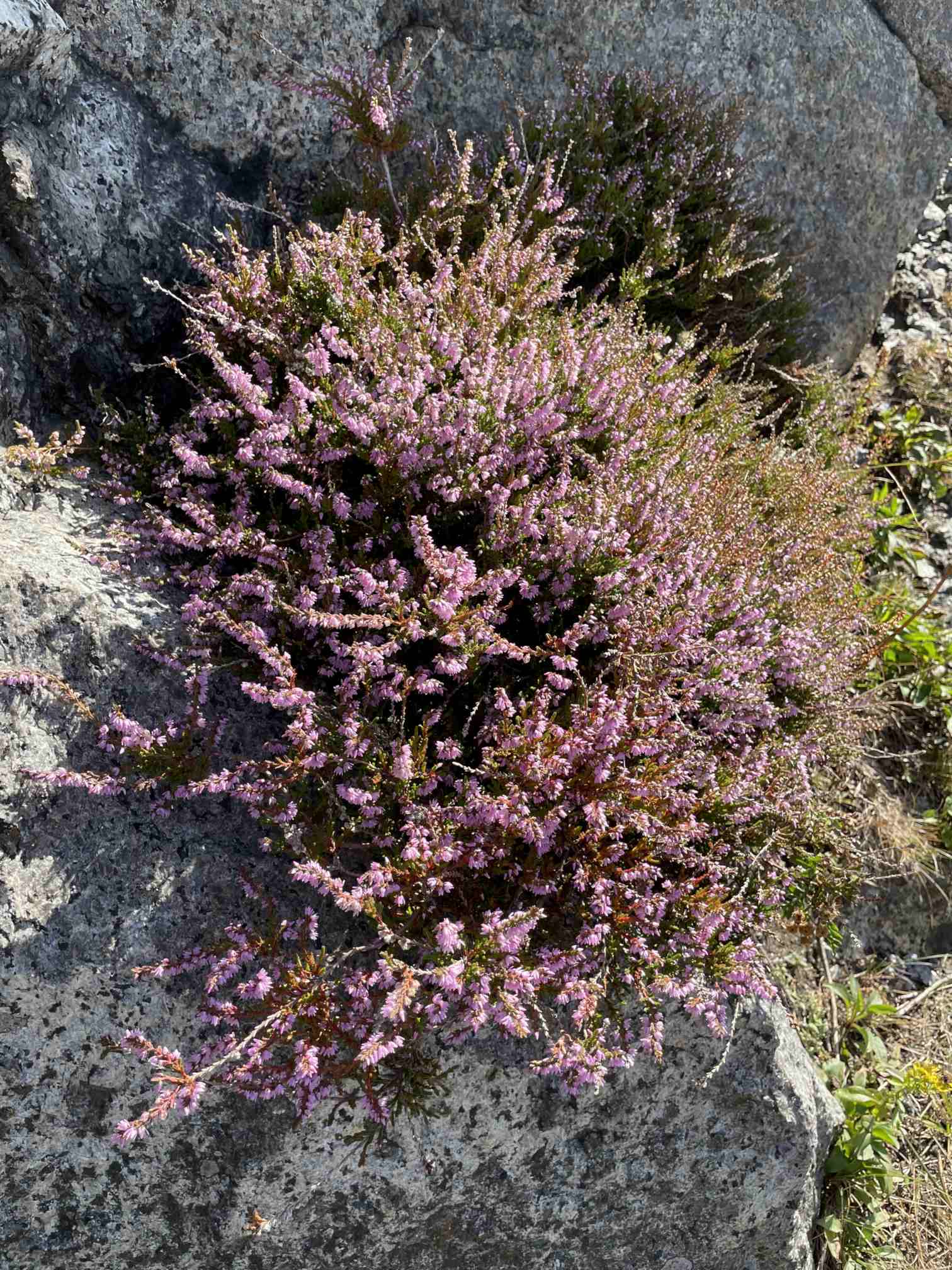 fb9462e4-15f7-4c85-b1e7-6551a6647831